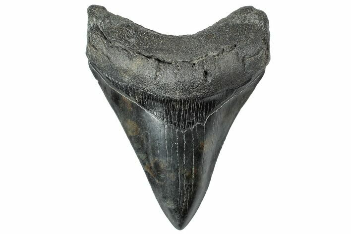 Fossil Megalodon Tooth - South Carolina #315452